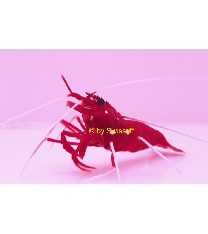 Lysmata debelius
