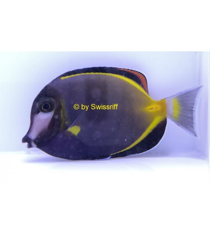 Acanthurus japonicus