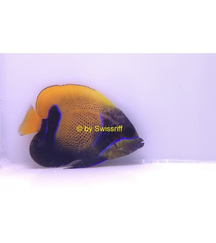Pomacanthus navarchus