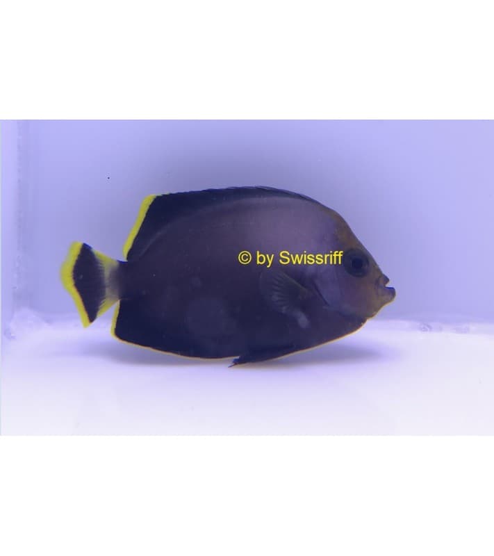 Chaetodontoplus melanosoma