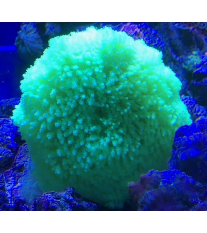 Heteractis Crispa (Yellow)