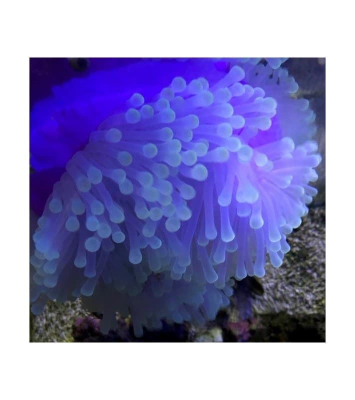 Heteractis Magnifica (Yellow)