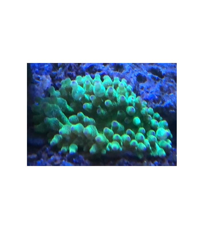 Entacmaea Quadricolor (Green)