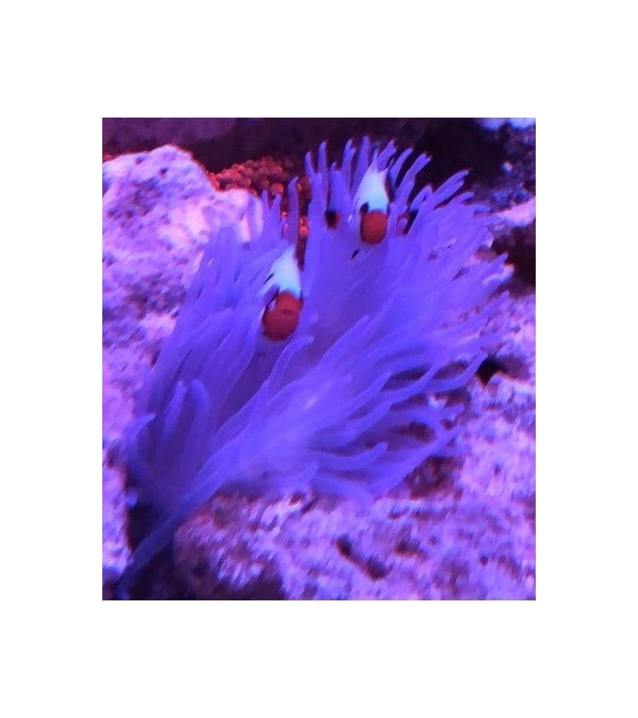 Macrodactyla Doreensis (Violet)