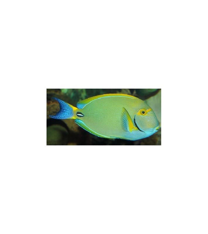 Acanthurus dussumieri