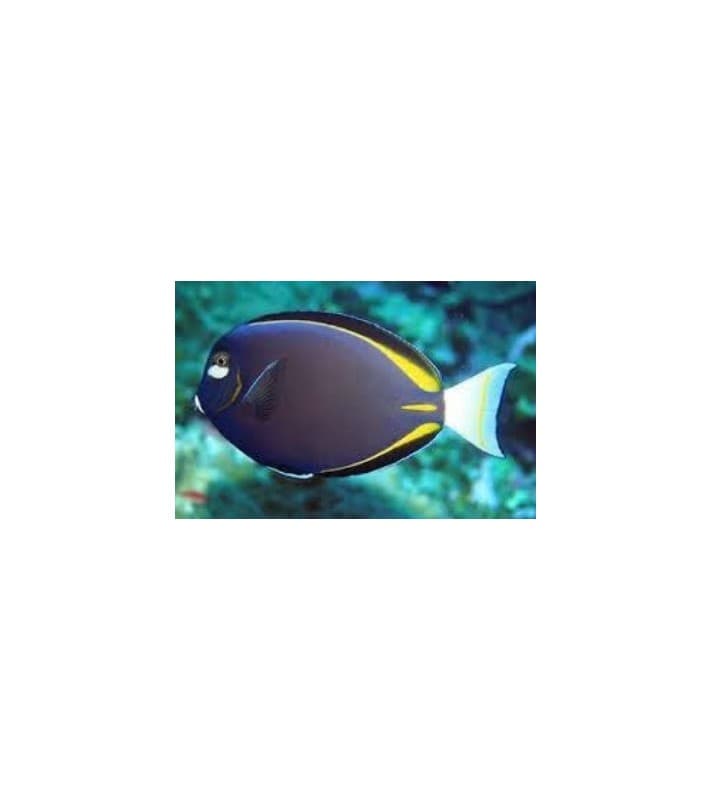 Acanthurus nigricans