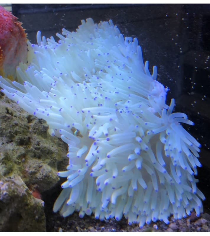 Heteractis crispa