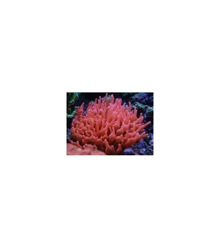 Entacmaea quadricolor (Red)
