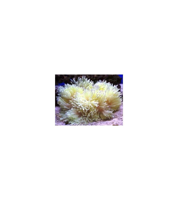 Heteractis malu