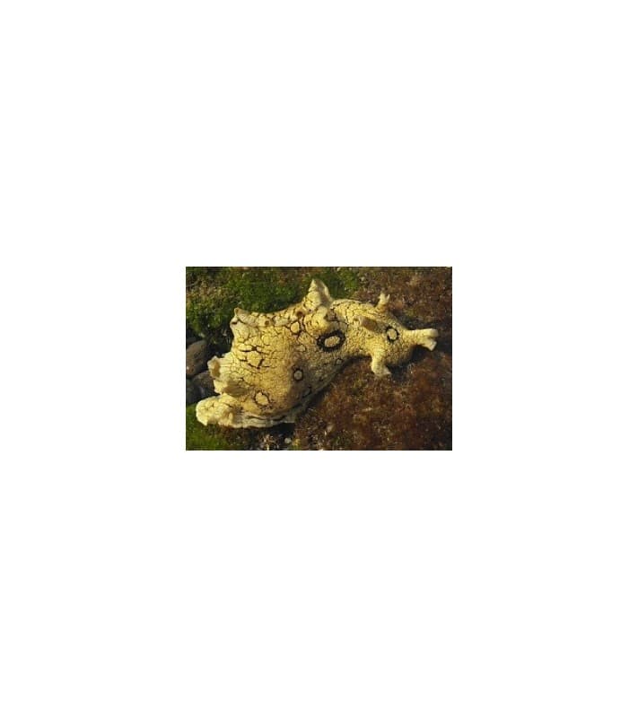 Aplysia dactylomela
