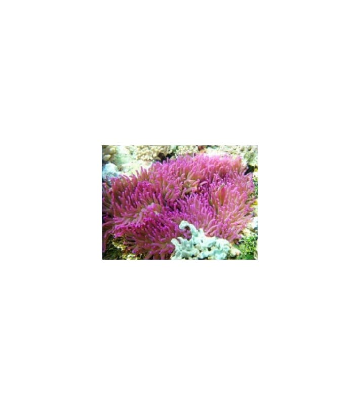 Heteractis Magnifica (Purple)