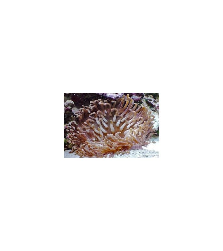 Macrodactyla Doreensis
