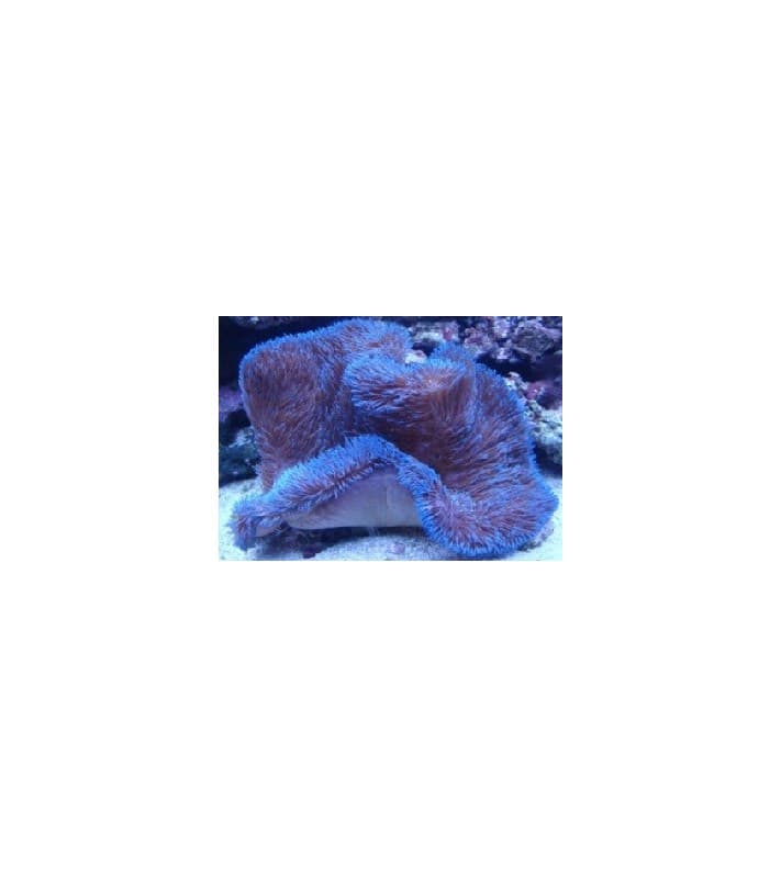 Stichodactyla Gigantea (Blue)