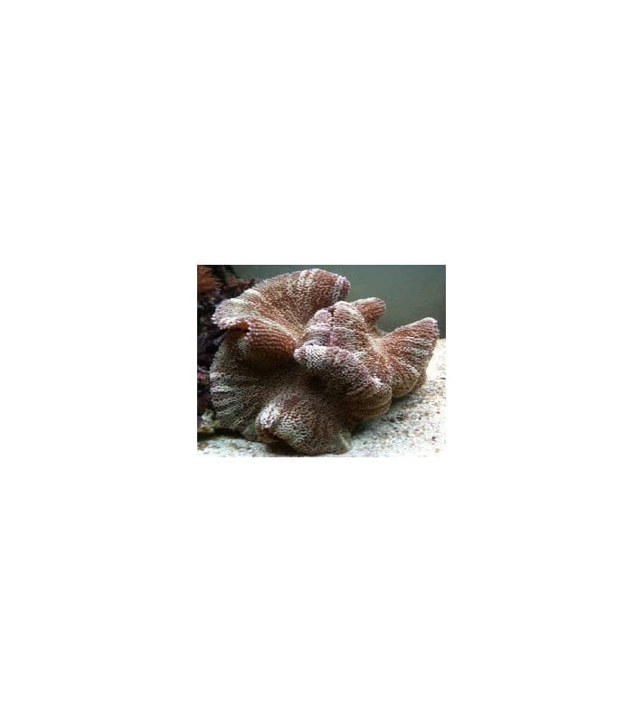 Stichodactyla haddoni (Striped)
