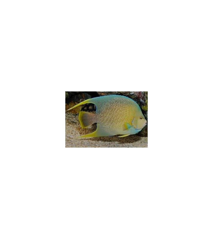 Holacanthus Bermudensis