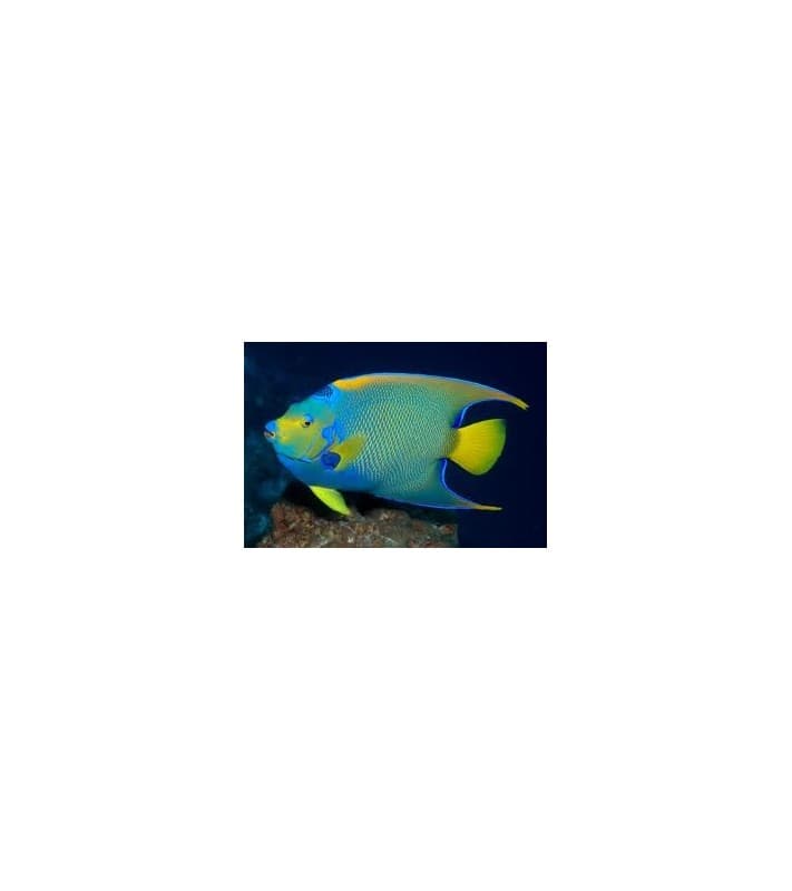 Holacanthus ciliaris