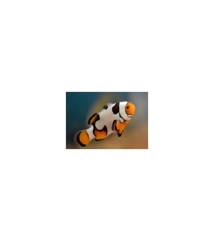 Amphiprion percula picasso