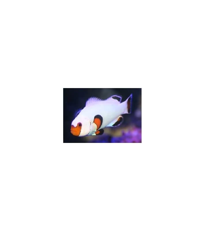 Amphiprion ocellaris W. White