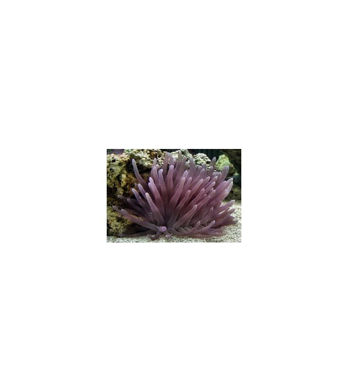 Condylactis Gigantea violet