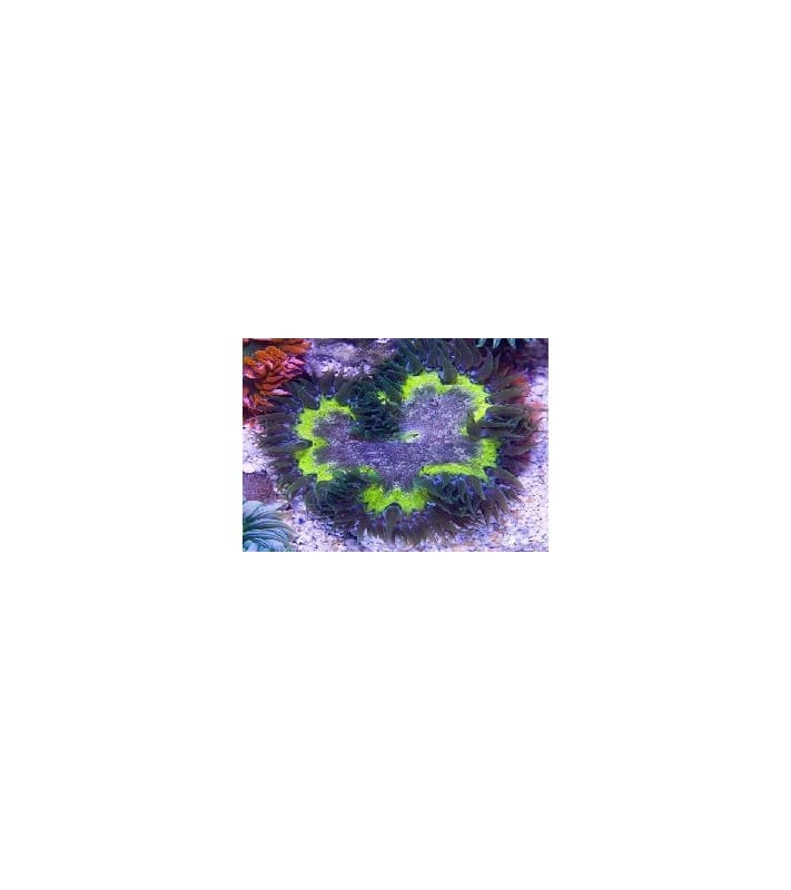 Phymanthus crucifer green