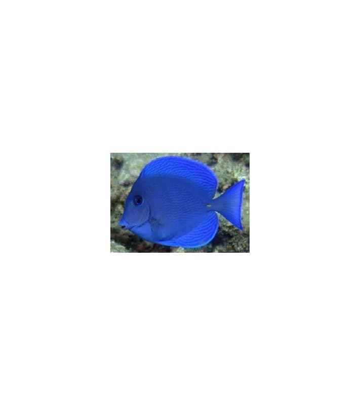 Acanthurus coeruleus