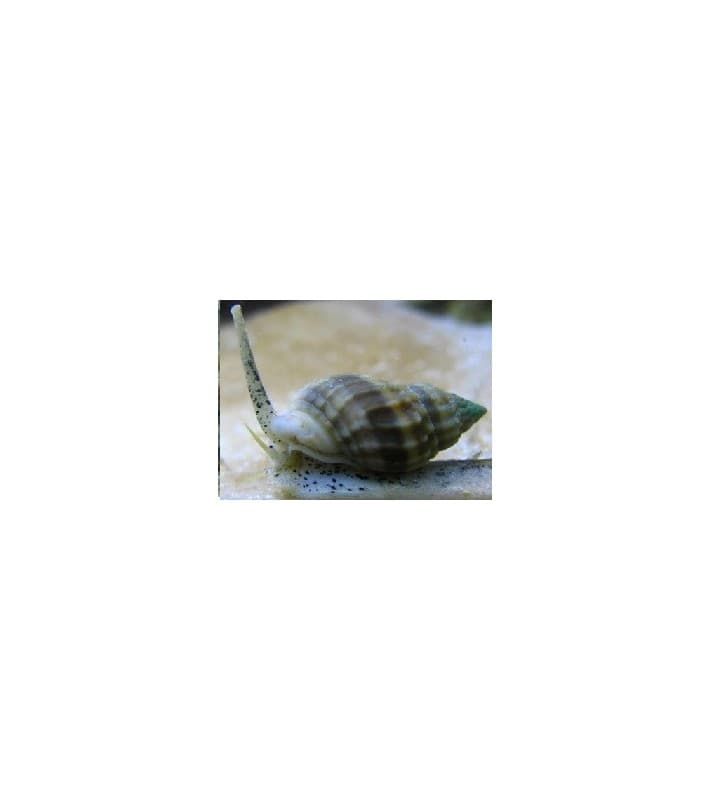 Nassarius vibex