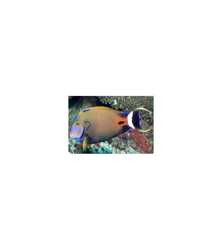 Acanthurus Fowleri