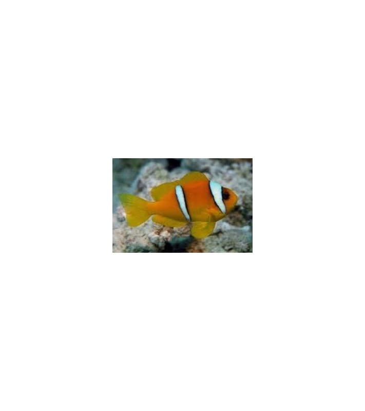 Amphiprion Bicinctus