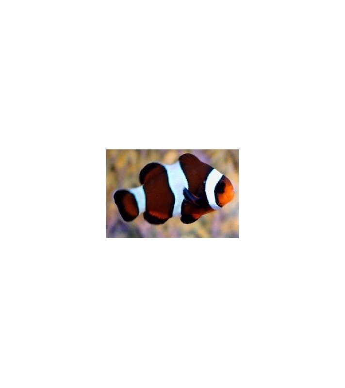 Amphiprion ocellaris brown