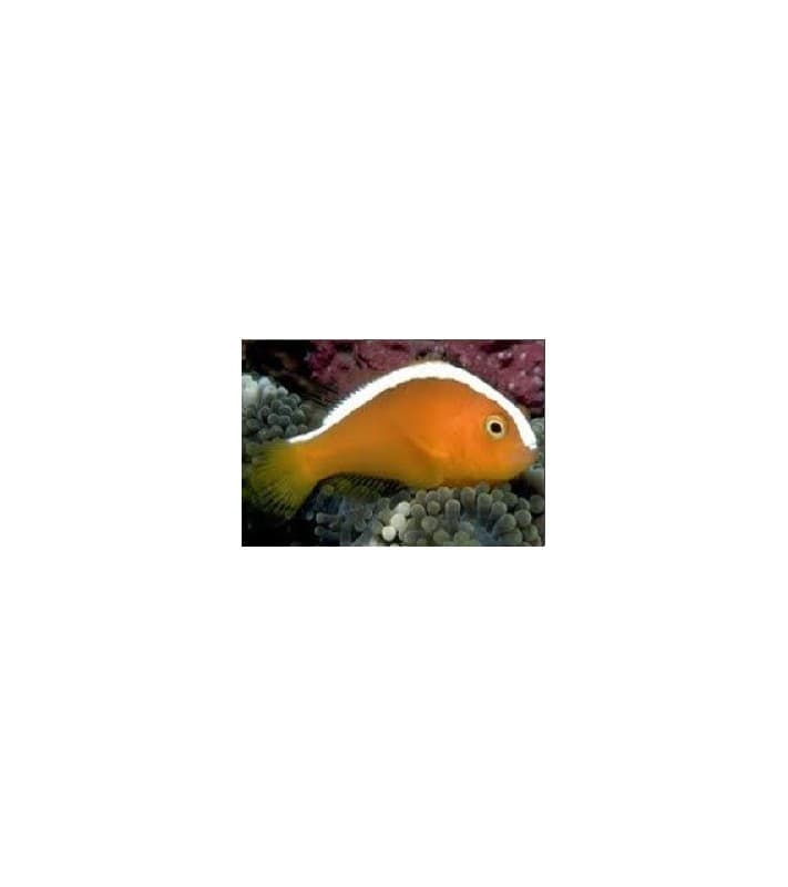 Amphiprion sandaracinos