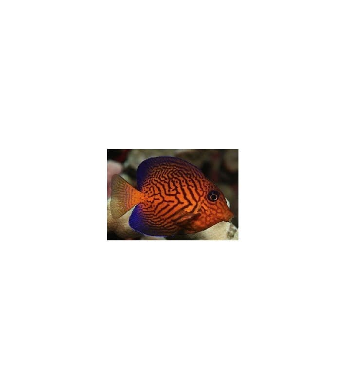 Ctenochaetus hawaiiensis