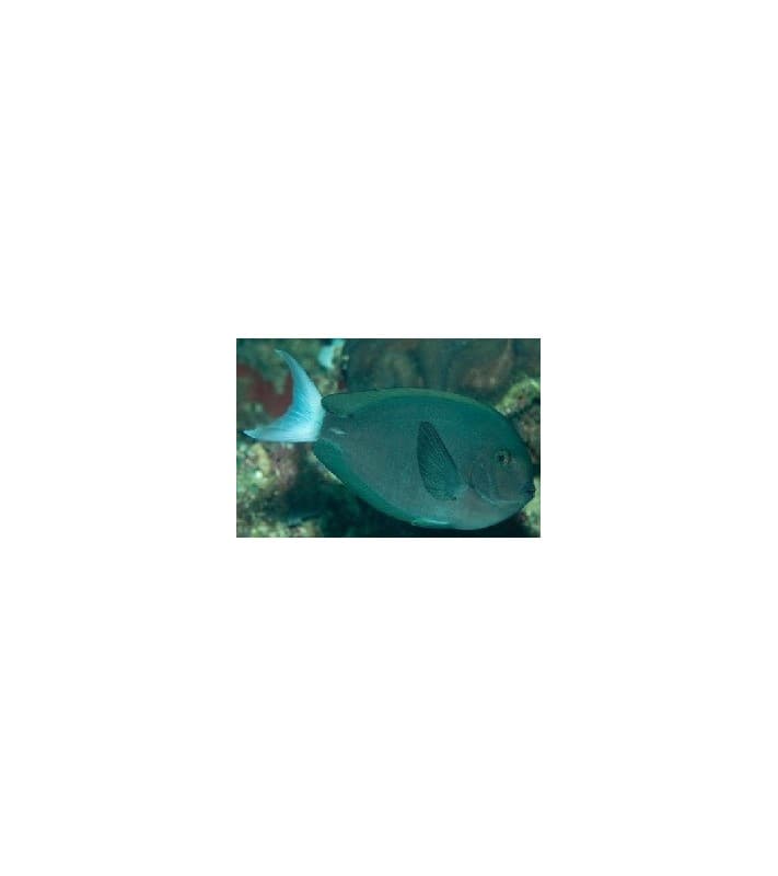 Acanthurus Thompsoni