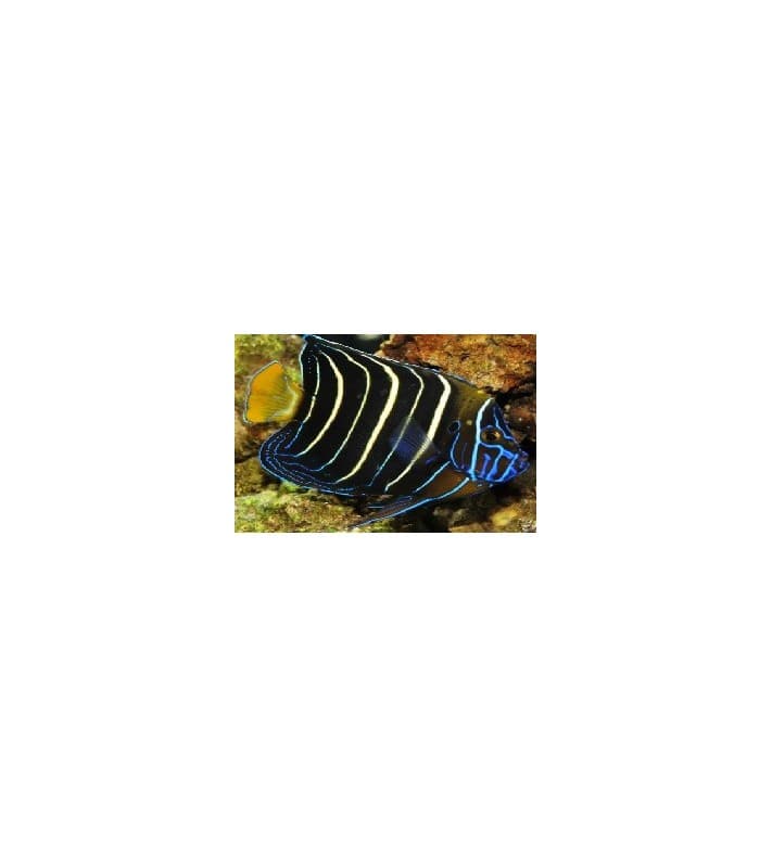 Pomacanthus chrysurus