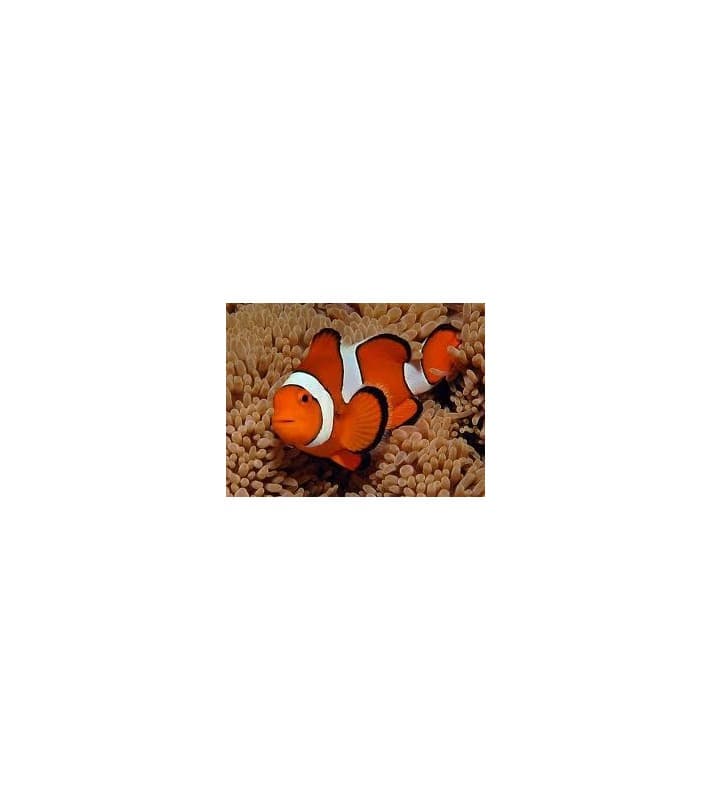 Amphiprion Percula