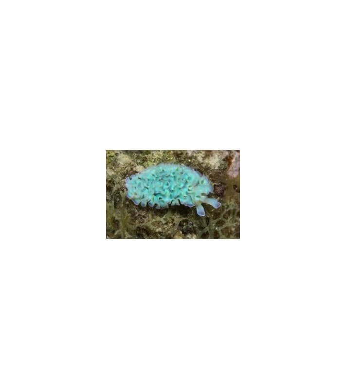 Elysia crispata