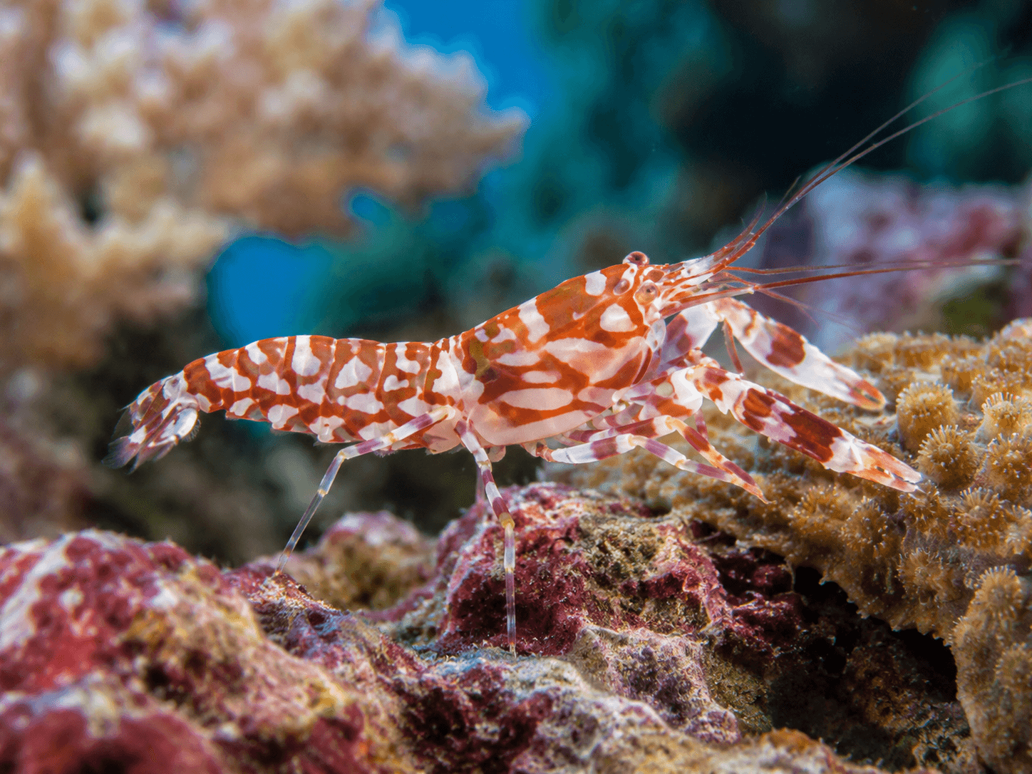 Alpheus bellulus Tiger Knallkrebs, Bella-Knallkrebs
