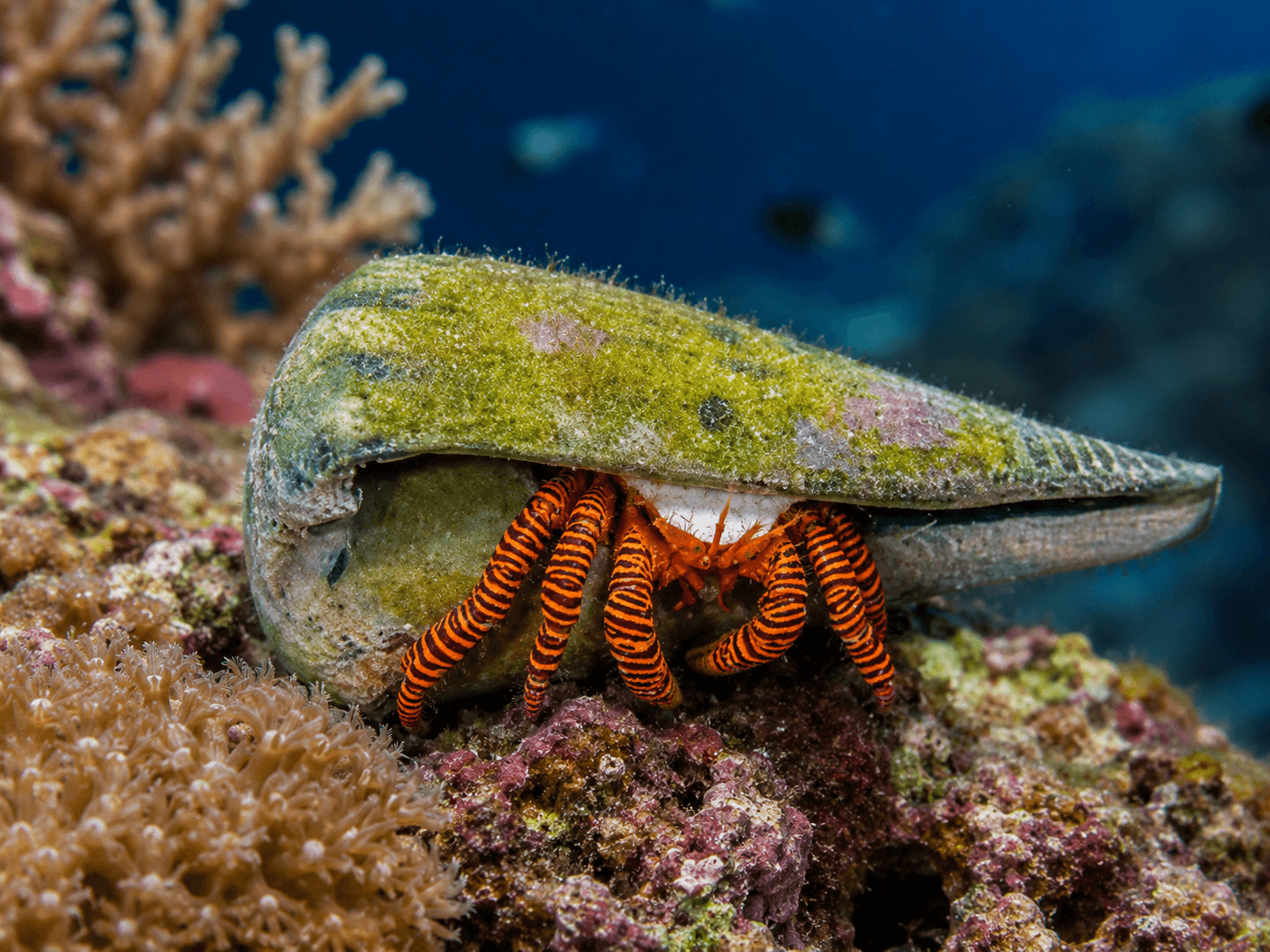 Ciliopagurus strigatus - Ringelsocken-Einsiedlerkrebs