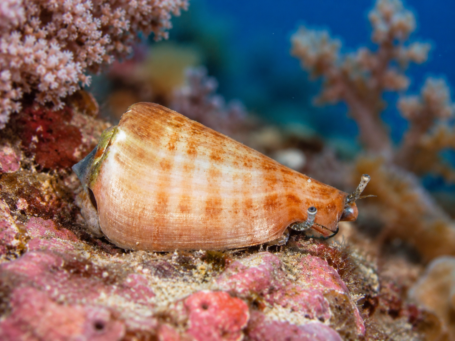 Conomurex luhuanus Fechterschnecke, Blutmund-Flügelschnecke