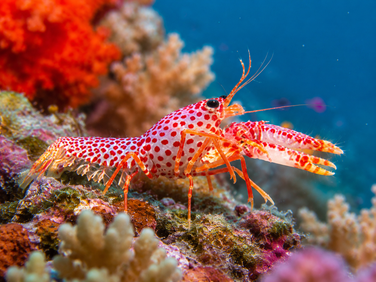Enoplometopus debelius Debelius Riffhummer, Violett-Gepunkteter Riffhummer