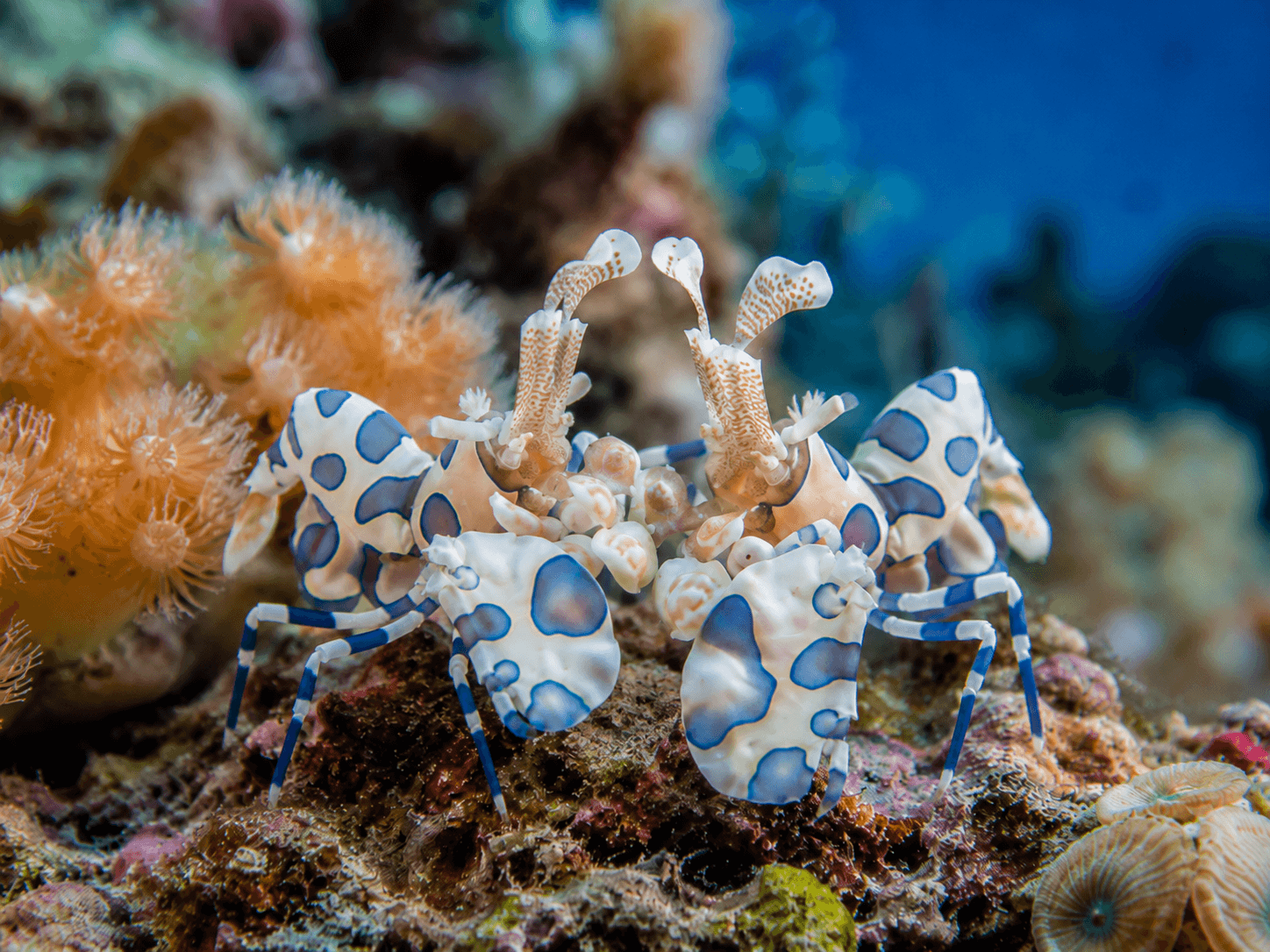 Hymenocera picta Harlekingarnele (Pärchen)
