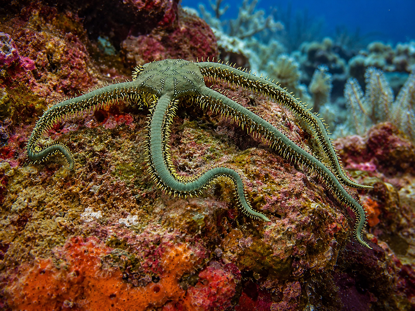 Ophiarachna incrassata Olivgrüner Schlangenstern