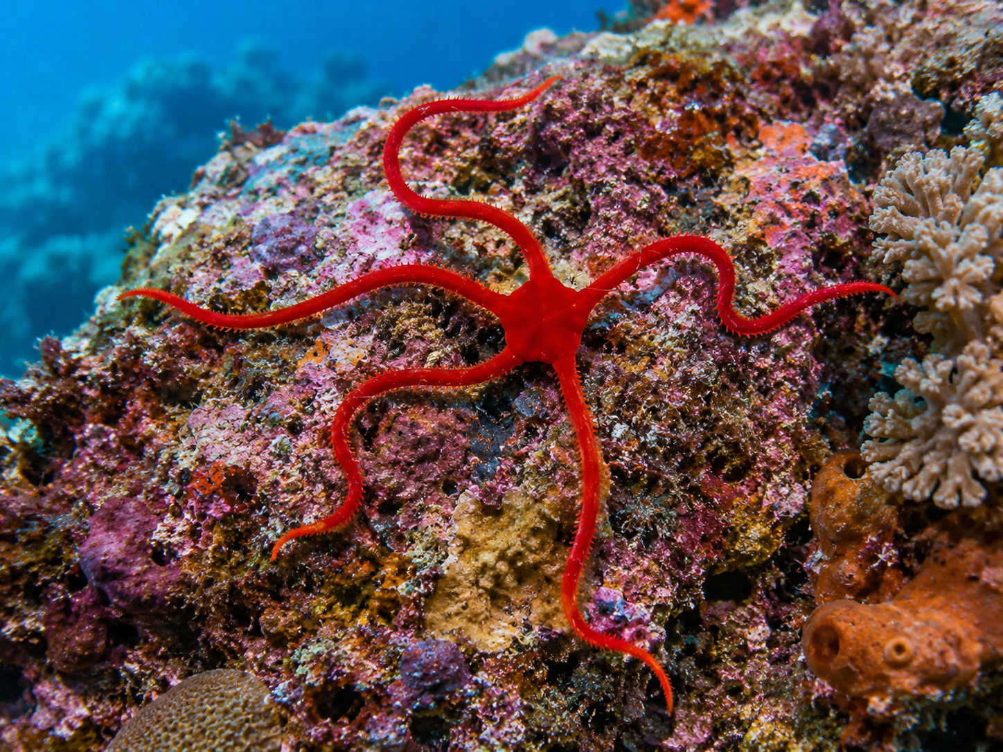 Ophioderma squamosissimum Roter Karibik-Schlangenstern (Selten)