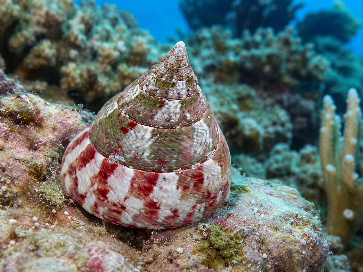 Rochia conus Conus-Kreiselschnecke XL