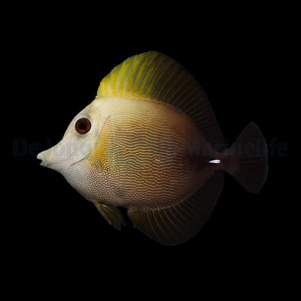Zebrasoma scopas Brauner Segelflossen-Doktor