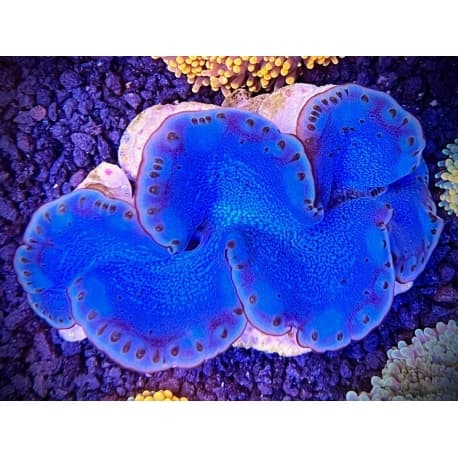 Tridacna squamosina - Rotmeer-Mördermuschel Superblue M