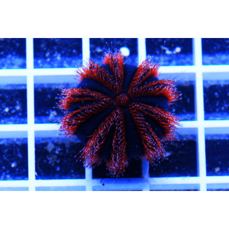 Kugel-Seeigel / Mespilia globulus / Rot Metallic Grösse M