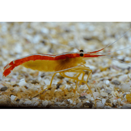 Lysmata amboinensis - Weisbandputzergarnele Grösse M
