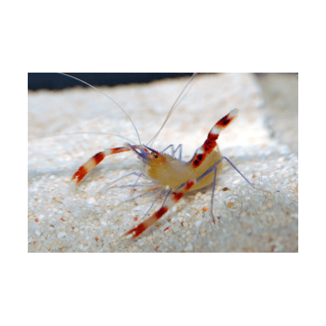 Stenopus cyanoscelis - Blaubein-Scherengarnele Grösse M