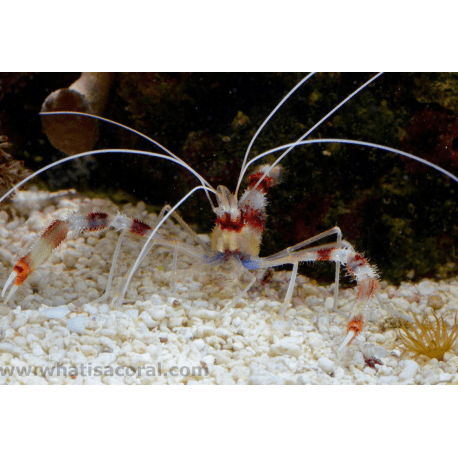 Stenopus hispidus - Gebänderte Scherengarnele Grösse M