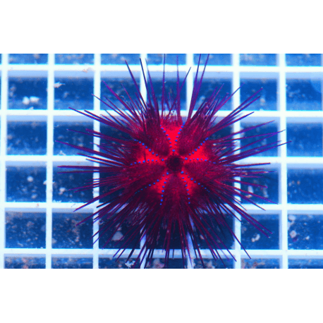 Astropyga radiata Roter Diademseeigel Grösse M